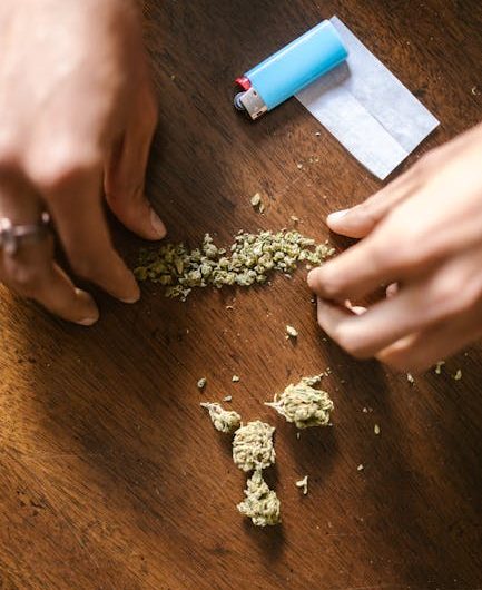 Семена конопли Auto Cheese CBD feminised от Dinafem Seeds