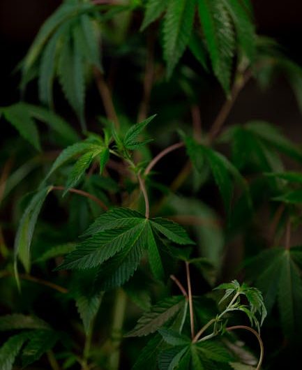 Магазины семян марихуаны и их выбор