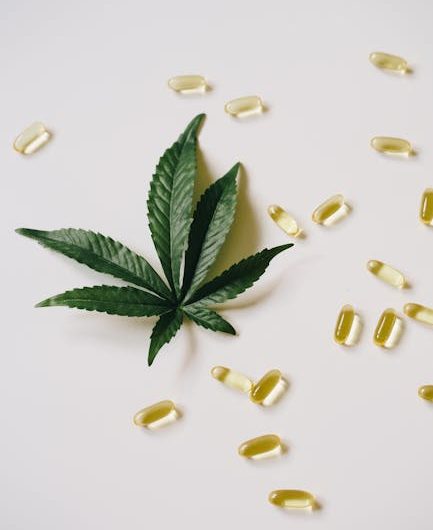 Семена конопли Hollands Hope regular от Dutch Passion Seeds