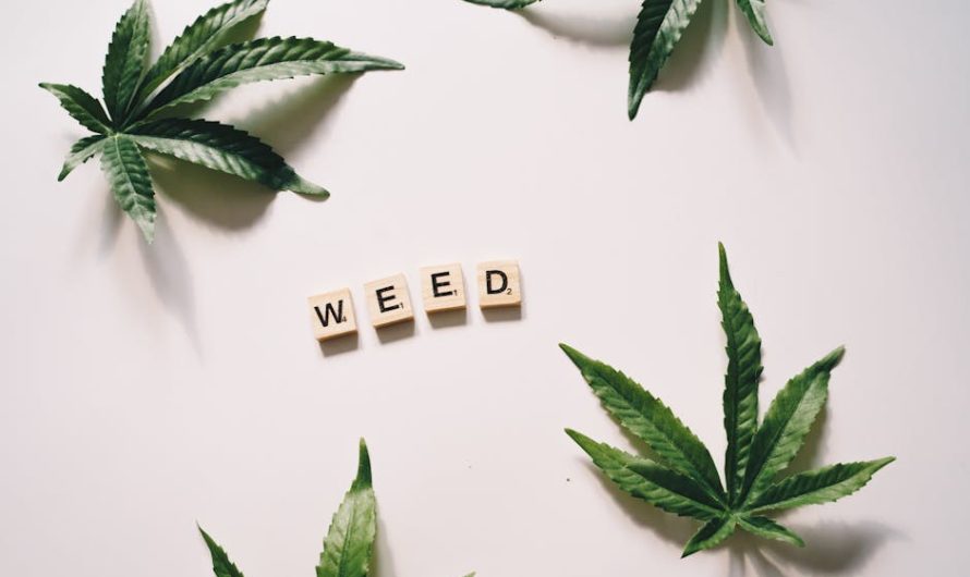 Свойства и применение семян конопли