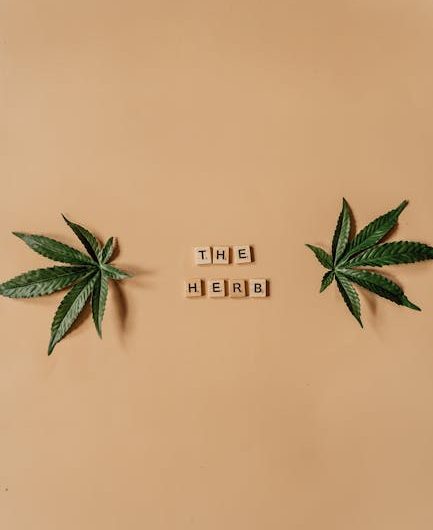 Темные семена конопли полезные свойства и применение