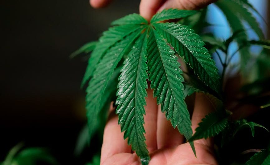 Семена конопли Misty Kush от Nirvana Seeds