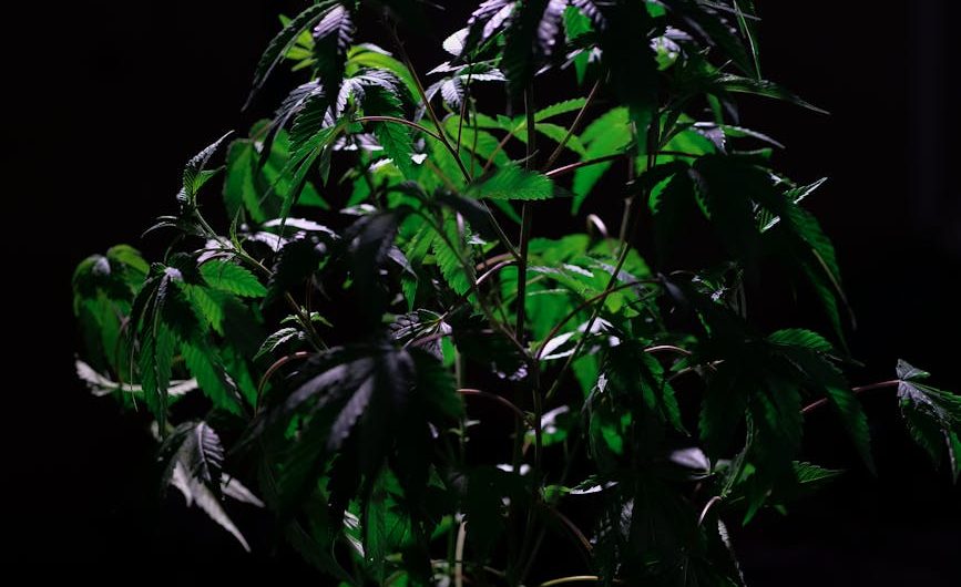 Семена карликовой марихуаны особенности и преимущества