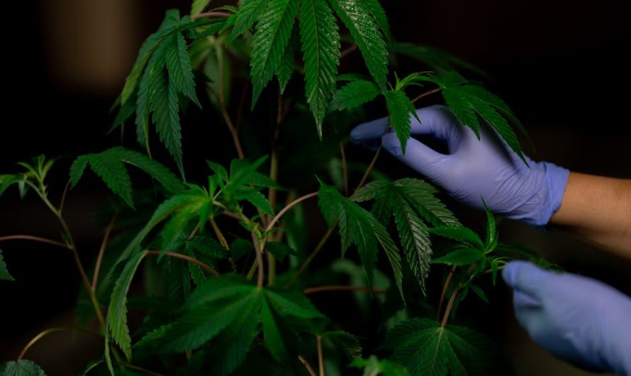 Полезные свойства семян конопли и их использование