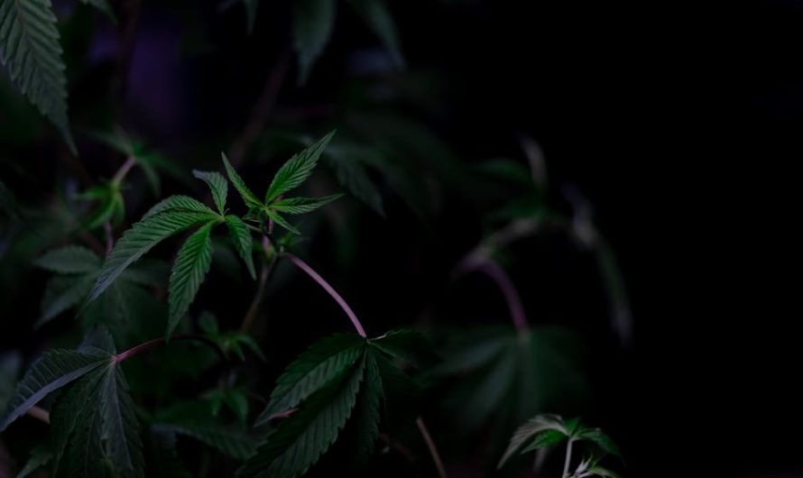 Отзывы о сайтах продажи семян конопли