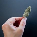 Семена конопли Red Dragon от Ganja Seeds image_161.jpg