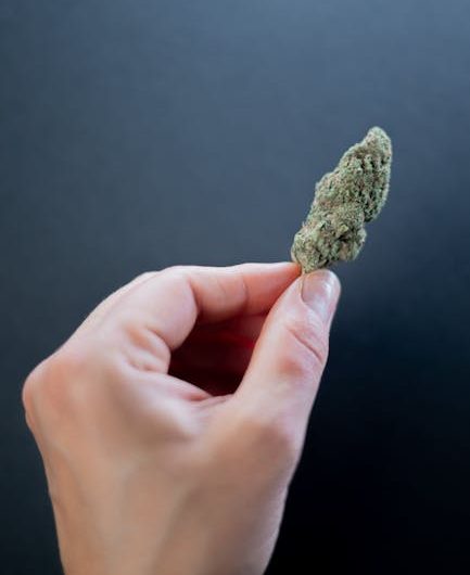 Семена конопли Red Dragon от Ganja Seeds