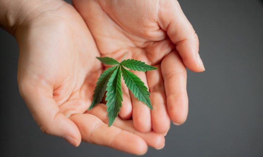 Семена конопли Dr Grinspoon feminised от Barneys Farm