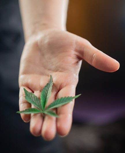 Семена конопли Peppermint Kush feminised Barneys Farm