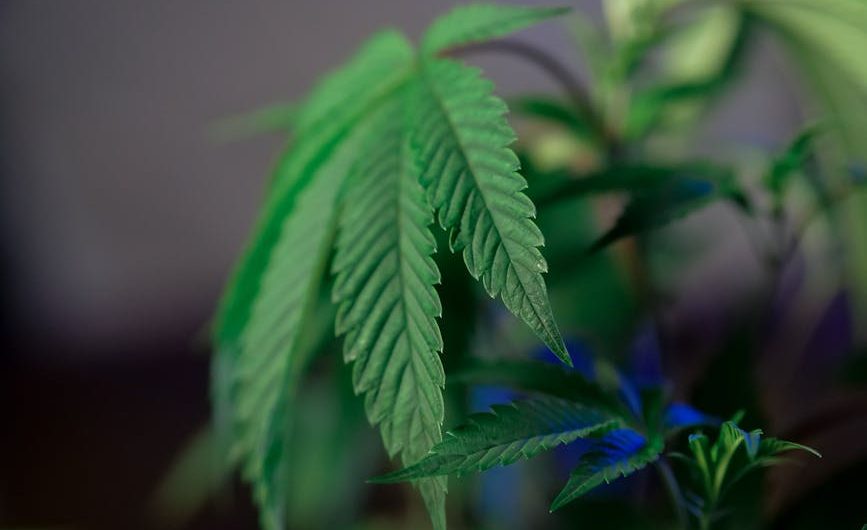 Семена конопли Skunk feminised от Breeders Community Seeds