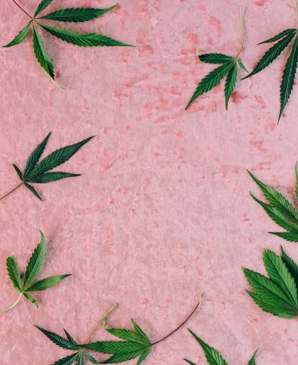 Автоцветущие Семена Конопли Особенности Выращивания и Преимущества