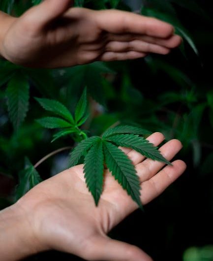 Кто и где заказывает семена конопли