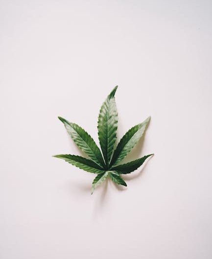 Покупка семян конопли почтой и их применение