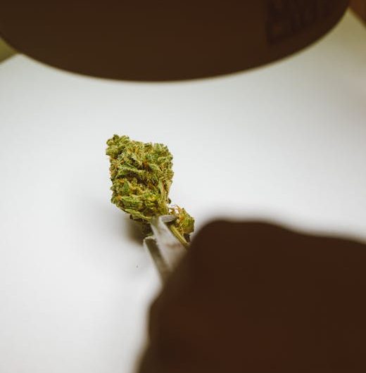 Полезные свойства семян конопли и их применение