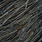 Развитие семени конопли от прорастания до созревания image_200.jpg