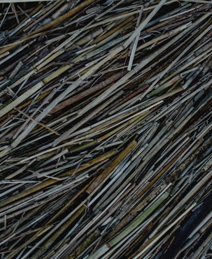 Развитие семени конопли от прорастания до созревания