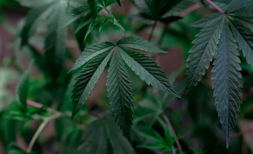 Serious New Mix feminised от Serious Seeds