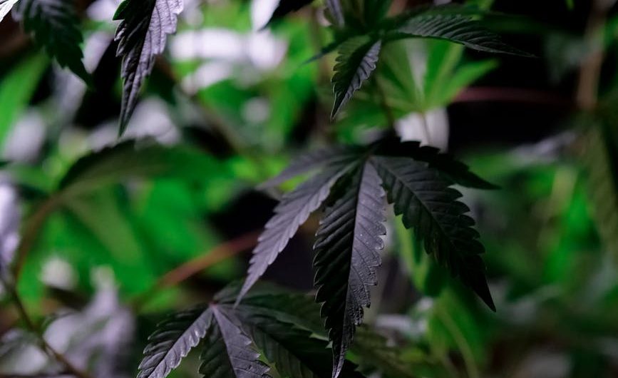 Семена конопли и их применение