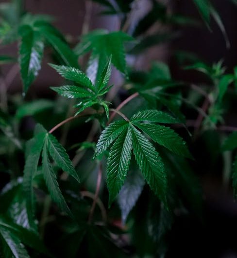 Семена марихуаны и законодательство вокруг них