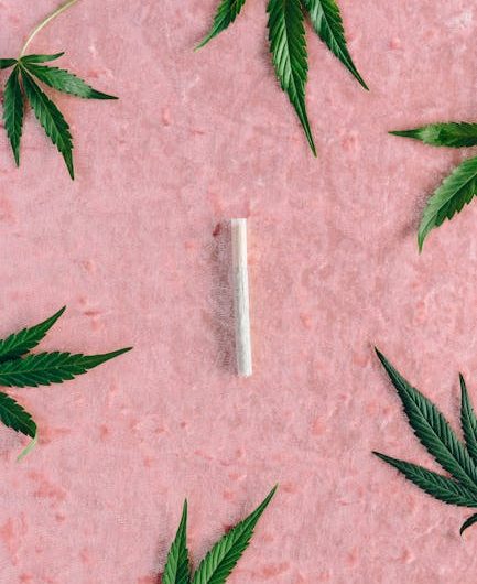 Выращивание семян конопли дома