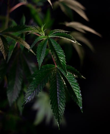 Получение семян марихуаны