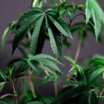 Семена Конопли и Их Применение в России image_231.jpg