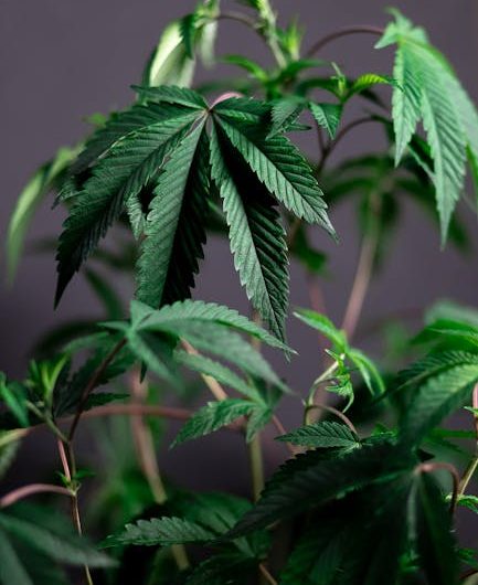 Семена Конопли и Их Применение в России