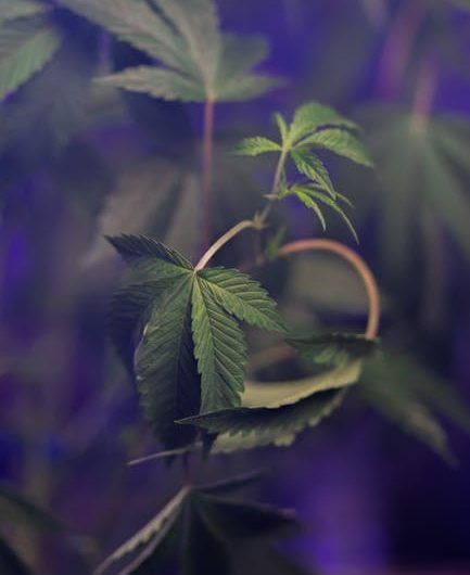 Семена конопли Big Chuy feminised от Bang Seeds