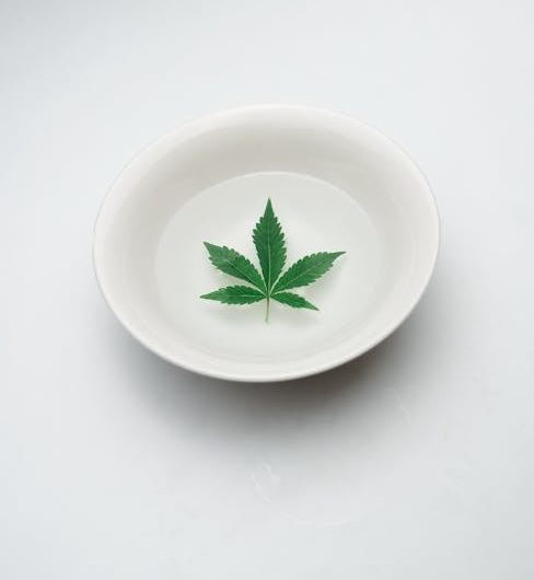 Семена конопли Auto Shark feminised Pyramid Seeds