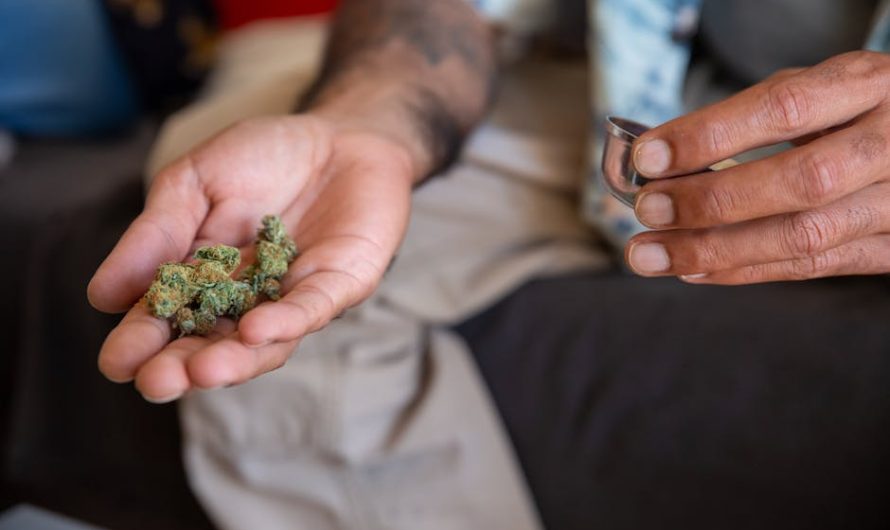 Семена конопли Auto Critical Soma feminised от Advanced Seeds