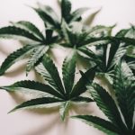 Семена конопли Power Vip feminised от компании VIP Seeds image_246.jpg