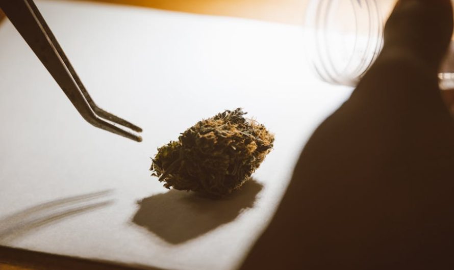 Законность покупки семян конопли