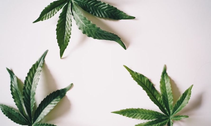 Конопля и ее применение в различных отраслях