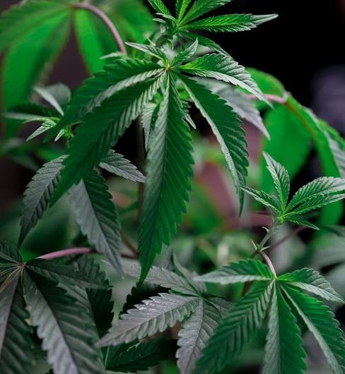 Запрет семян конопли причины и последствия