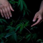 Лучшие Семена Марихуаны для Выращивания Дома image_260.jpg