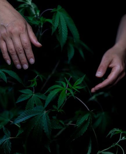 Лучшие Семена Марихуаны для Выращивания Дома