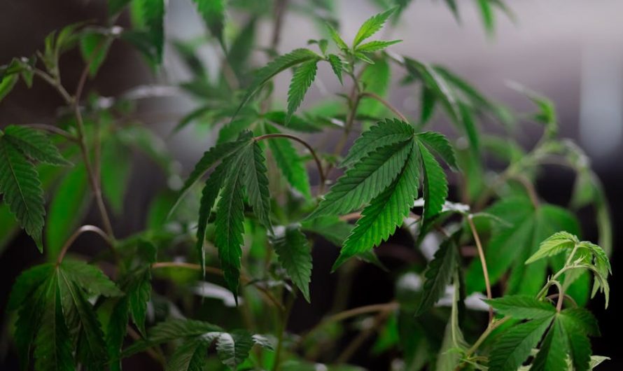 Выращивание конопли из семян пошаговая инструкция