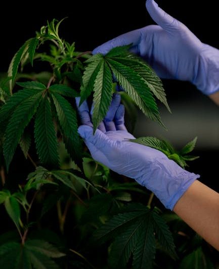 Как жарить семена конопли для рыбалки