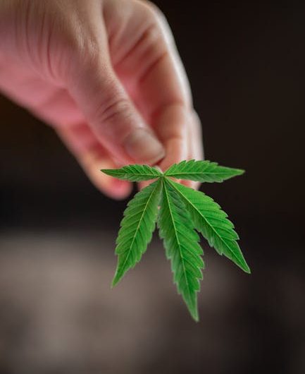 Семена конопли как корм для животных