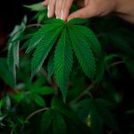 Семена конопли Power Africa feminised от Ganja Seeds image_27.jpg