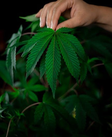 Семена конопли Power Africa feminised от Ganja Seeds