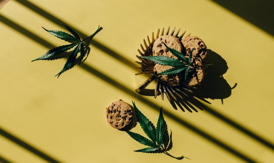 Особенности приобретения и выращивания семян марихуаны в Бишкеке