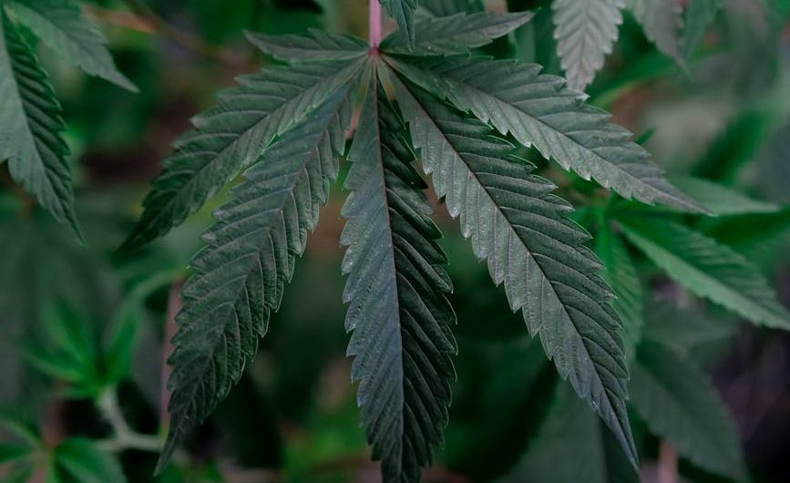 Семена конопли где купить и как использовать