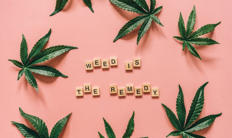 Сорт конопли Auto Amnesia feminised от Ganja Seeds