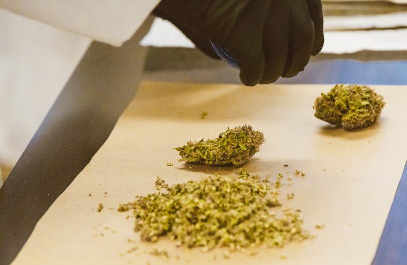 Цены на семена марихуаны и факторы влияющие на их стоимость