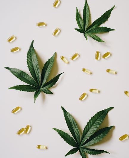 Всхожесть семян конопли и ее влияние на урожайность