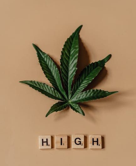 Полезные свойства и применение семян конопли