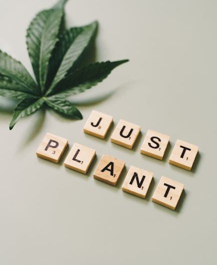 Семена конопли полезные свойства и способы применения в Украине