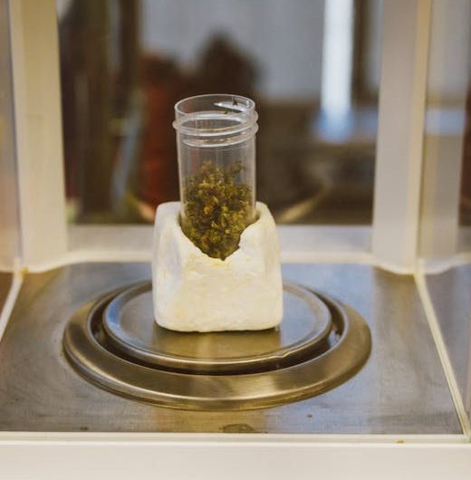 Преимущества и особенности покупки семян технической конопли оптом