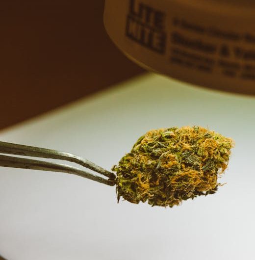 Применение семян конопли в различных отраслях